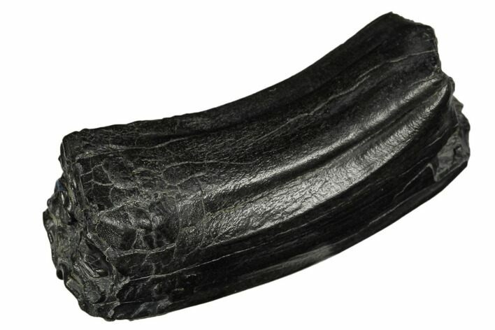Pleistocene Aged Fossil Horse Tooth - South Carolina #178863